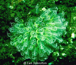 Light bulb sea squirts (Clavelina lepadiformis). Shot las... by Ian Johnston 